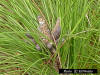 Branch of Slash pine showing pollen cones